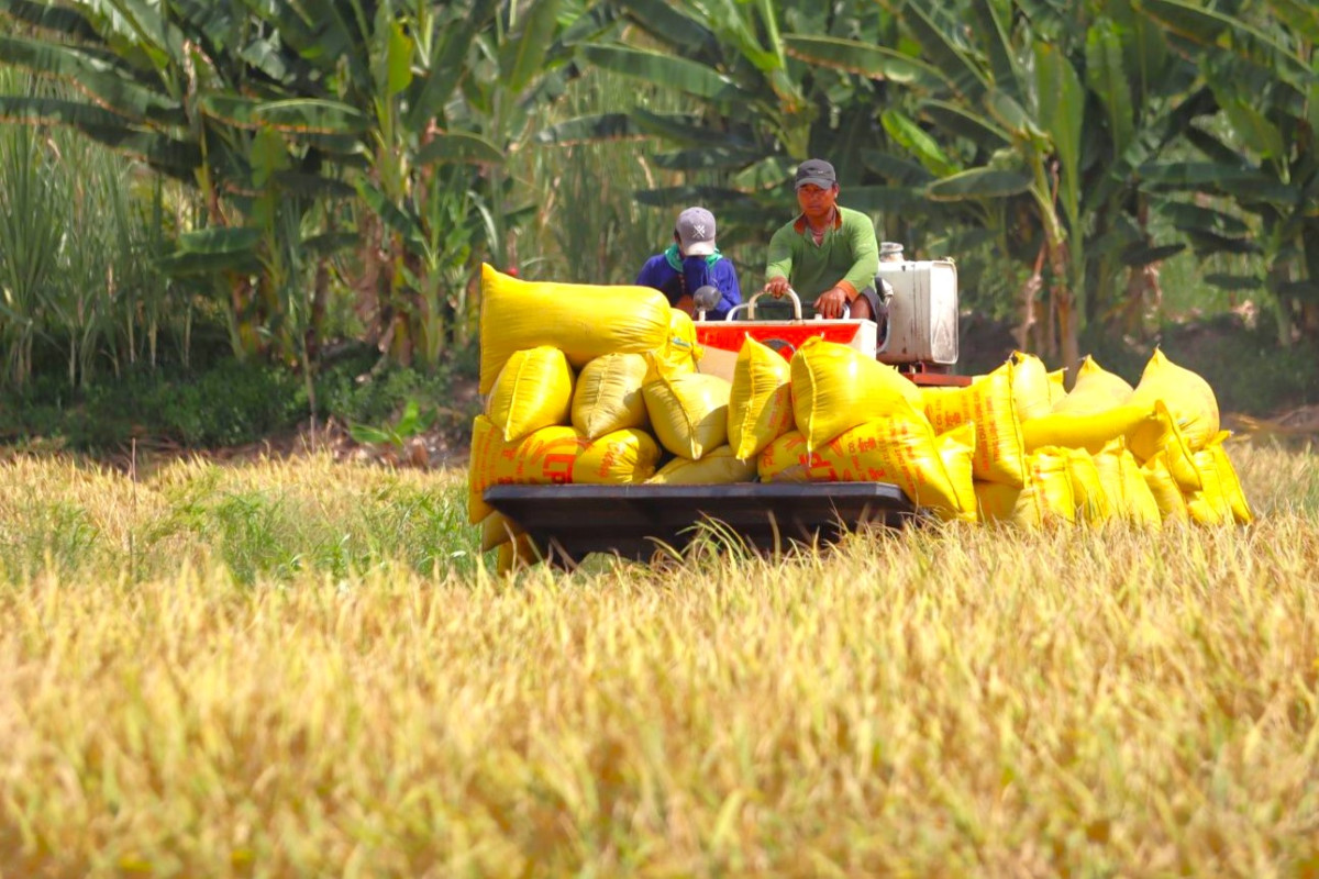 Năm 2023, sản lượng lúa của tỉnh ước đạt trên 3 triệu tấn