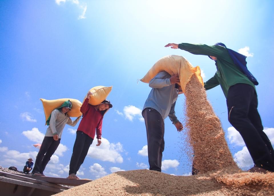 Ước tính, năm 2023, sản lượng lúa của tỉnh đạt hơn 3 triệu tấn (Ảnh: Huỳnh Du)