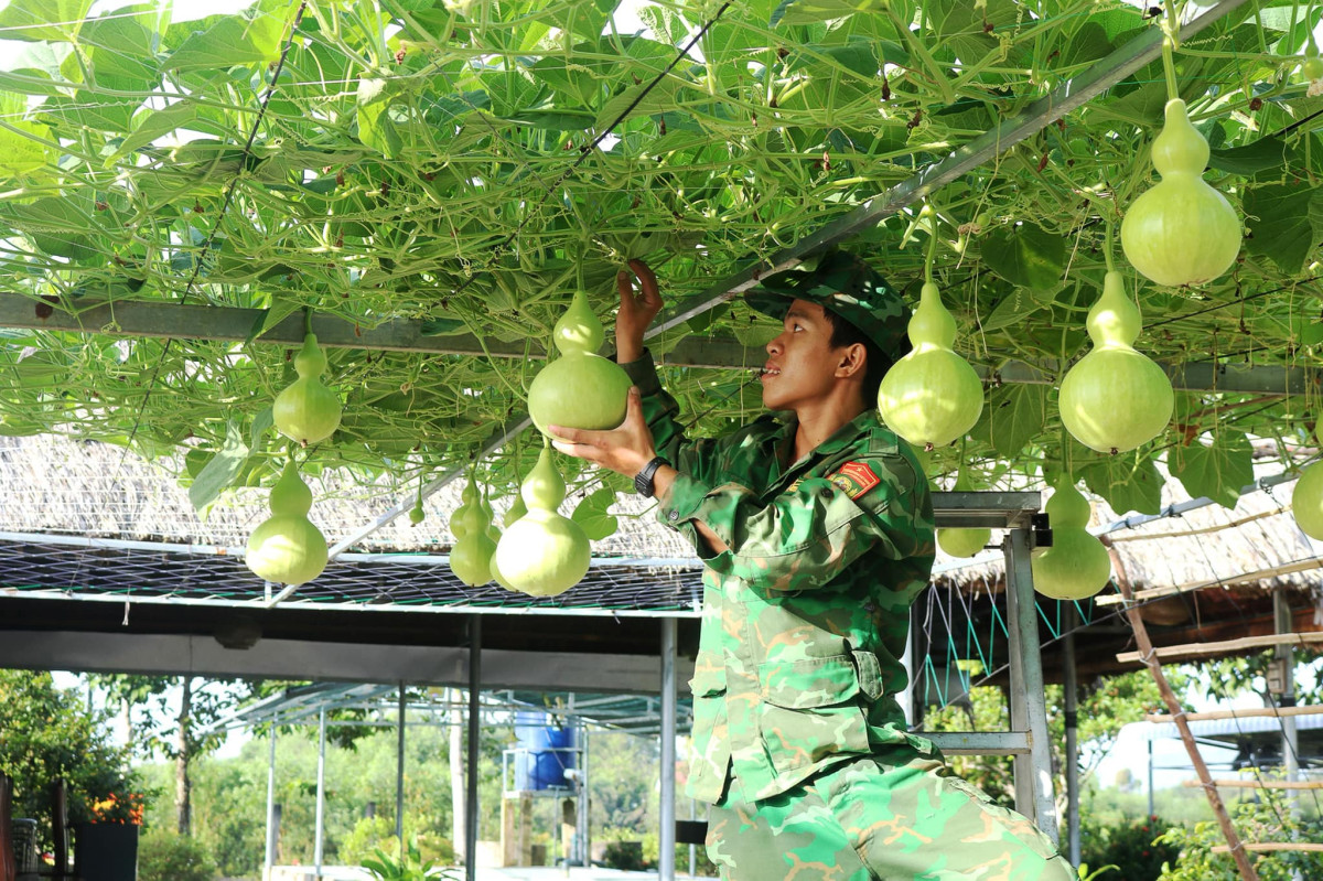 Vườn rau thanh niên của Chi đoàn Đồn Biên phòng Thuận Bình (huyện Thạnh Hóa) 