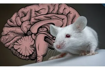 Giới khoa học lần đầu công bố bản đồ hoàn chỉnh tế bào não của động vật có vú