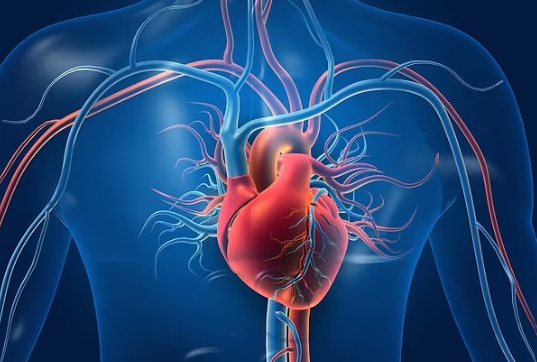 Trái tim khỏe mạnh là chìa khóa cho một cuộc sống lâu dài. Ảnh Shutterstock