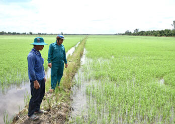 Tân Thạnh trồng lúa hiệu quả hơn nhờ đê bao khép kín Tân Thạnh trồng lúa hiệu quả hơn nhờ đê bao khép kín