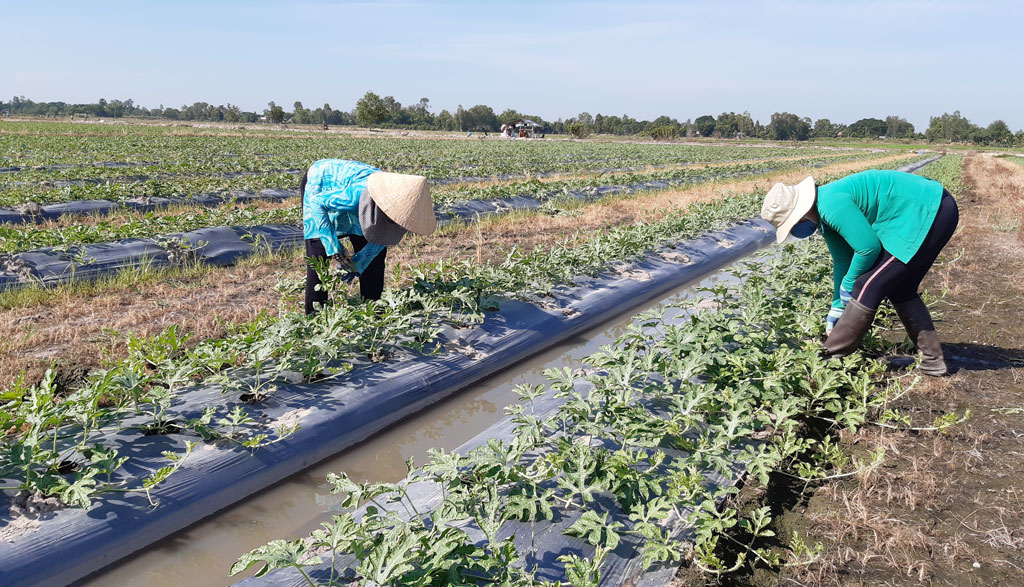 Vĩnh Hưng: Đạt và vượt 18/18 chỉ tiêu Nghị quyết Huyện ủy năm 2023