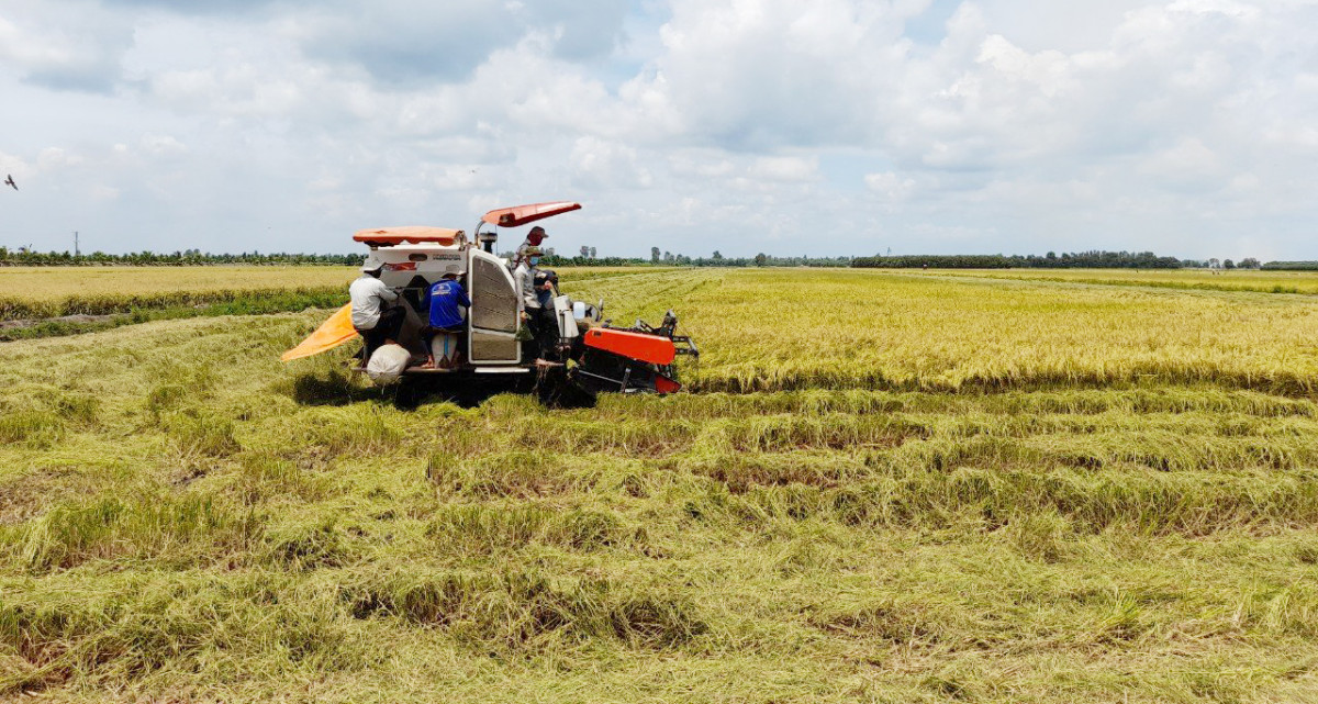 Tân Thạnh: Chuyển biến tích cực trên nhiều lĩnh vực Sản lượng lúa năm 2023 của huyện Tân Thạnh đạt trên 533.000 tấn