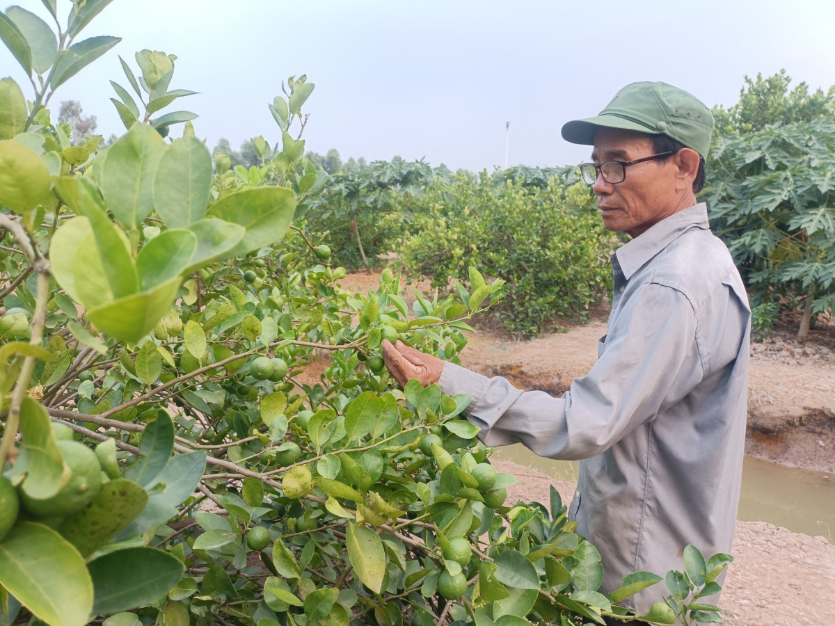 Ông Lữ Văn Khắp chăm sóc vườn chanh của gia đình