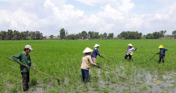 Nông dân cần tập trung cho sản xuất lúa Đông Xuân 2023 - 2024