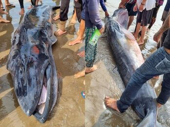 Ngư dân Trà Vinh an táng cá Ông khoảng 300 kg
