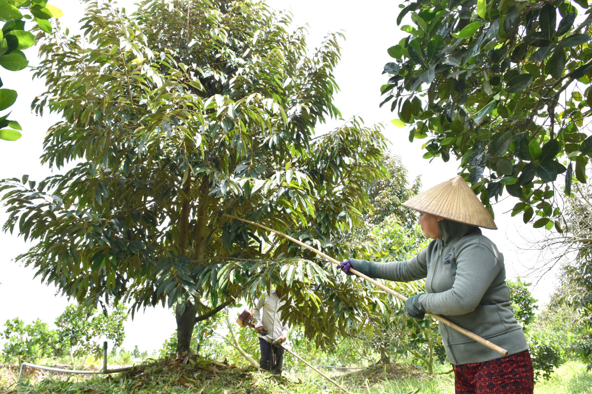 Vươn lên nhờ mô hình hỗ trợ sinh kế