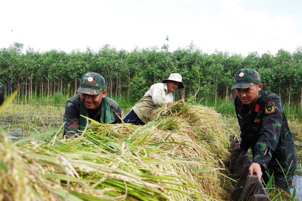 Bộ đội tham gia giúp dân thu hoạch lúa bị ngập nước
