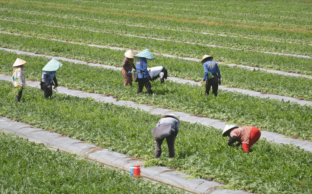 Tạo đồng thuận trong phân giới, cắm mốc Từ đồng thuận trong phân giới, cắm mốc giúp huyện Mộc Hóa xây dựng đường biên giới hòa bình, hữu nghị, tạo điều kiện cho người dân phát triển sản xuất