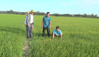 Tân Hưng có gần 1.500ha lúa đông xuân bị sâu năn gây hại Tân Hưng có gần 1.500ha lúa đông xuân bị sâu năn gây hại