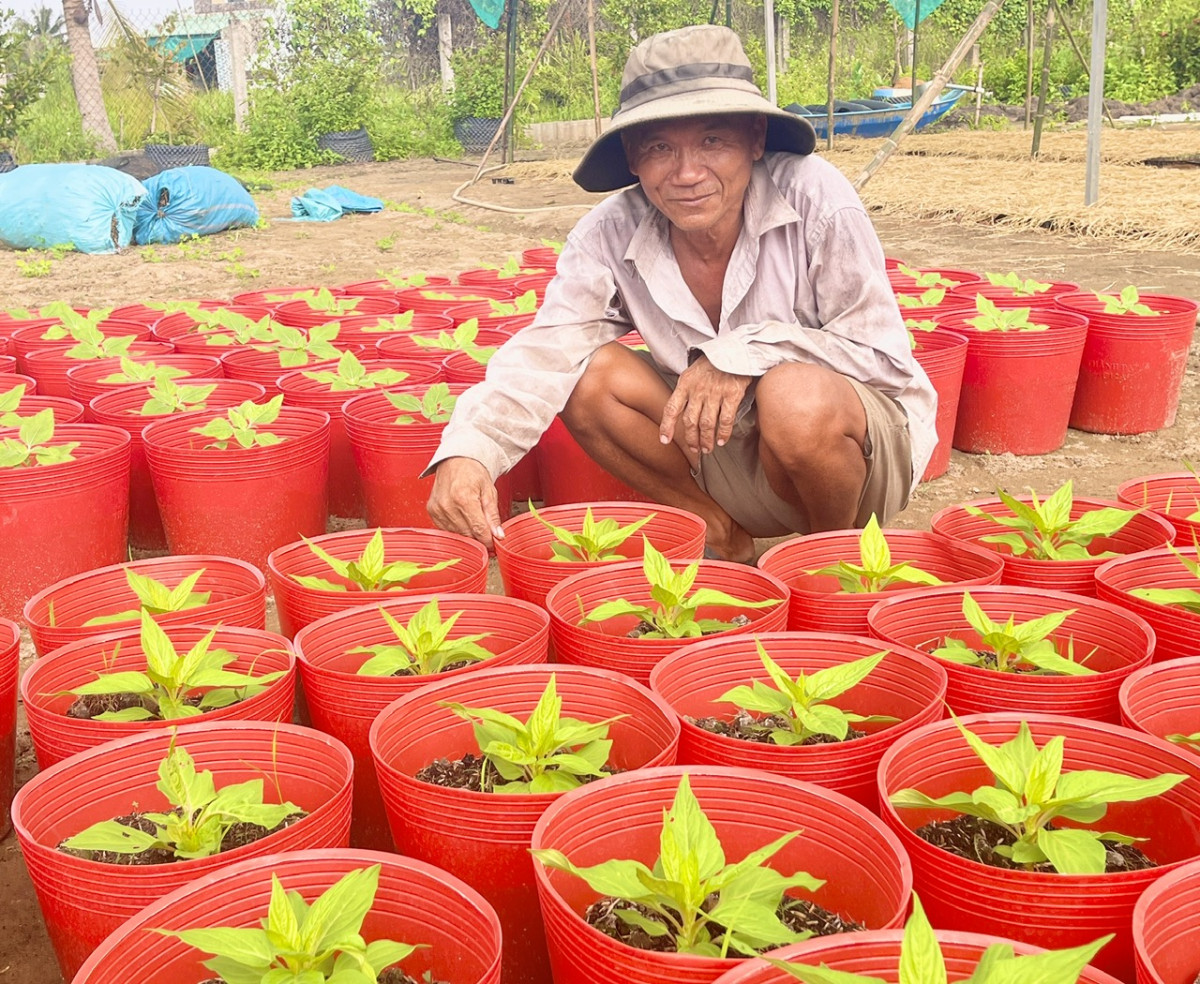 Anh Nguyễn Thành Hóa bên vườn cây trồng phục vụ dịp Tết Nguyên đán sắp tới