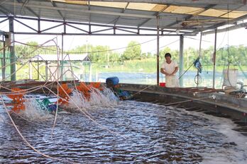 Nuôi tôm ứng dụng công nghệ cao mang lại hiệu quả cao Hiệu quả nuôi tôm ứng dụng công nghệ cao