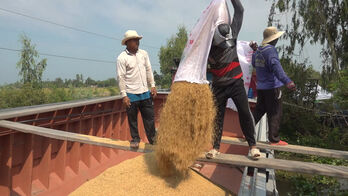 Tân Hưng sản xuất lúa theo hướng hữu cơ có lợi nhuận cao hơn