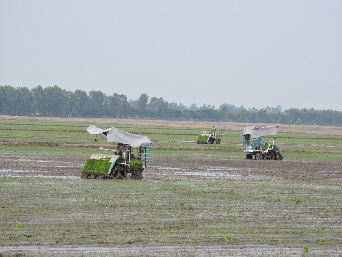 Long An to plant 1 million hectares of high quality rice