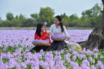 Góc ảnh 'Long An quê hương tôi': Màu tím lục bình