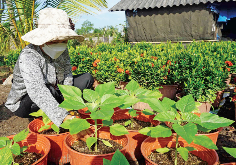 Nông dân tất bật chăm sóc hoa để chuẩn bị phục vụ thị trường Tết Nguyên đán Giáp Thìn năm 2024