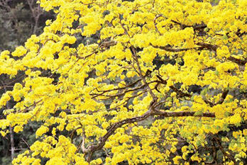 Vùng rừng núi Cà Ná, Vĩnh Hảo: Xuân đến lại rực sắc mai vàng