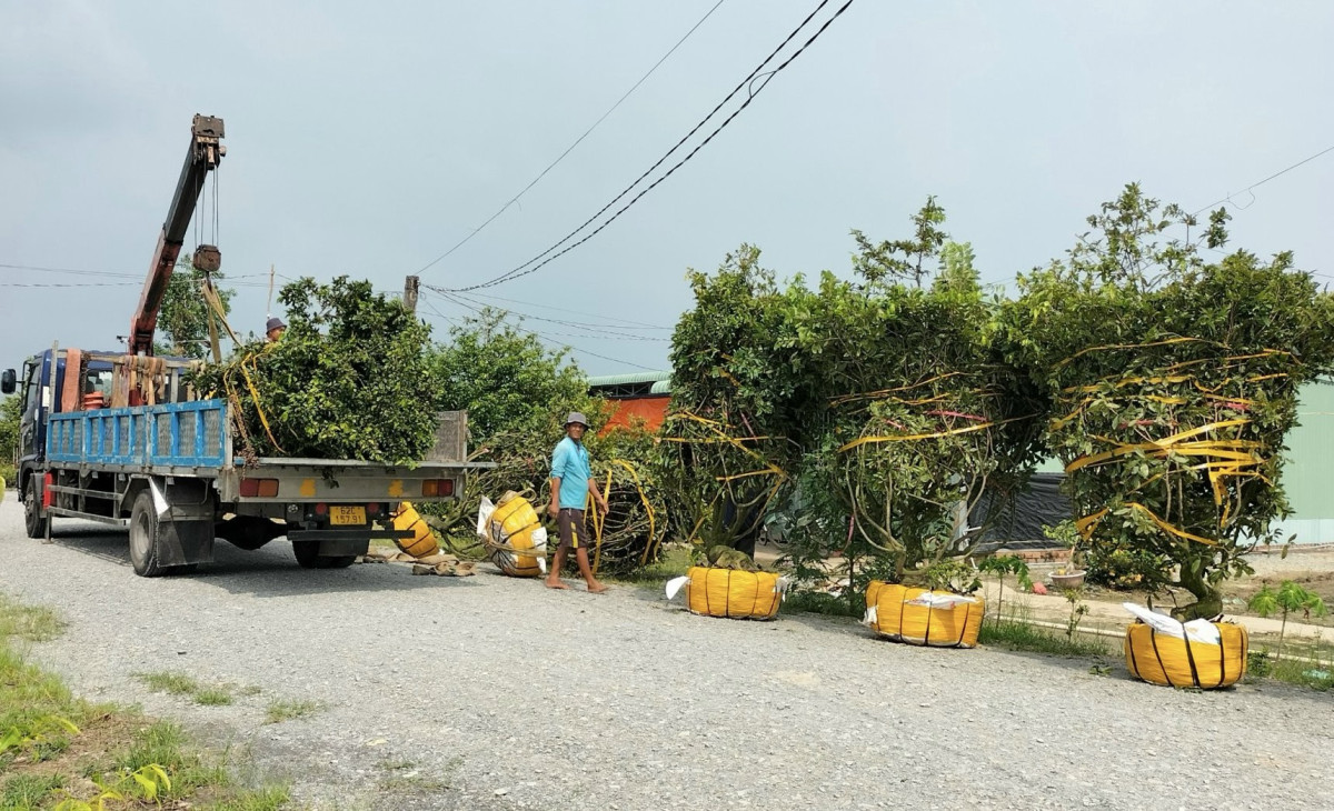 Những gốc mai ở làng nghề trồng mai xã Tân Tây, huyện Thạnh Hóa chuẩn bị đến tay người mua