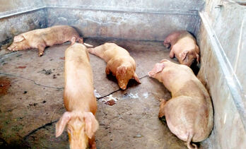 Tân Hưng phát hiện đàn heo chết bất thường nghi bệnh dịch tả heo Châu Phi Tân Hưng phát hiện đàn heo chết bất thường nghi bệnh dịch tả heo Châu Phi