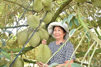 Giá sầu riêng tăng cao, nông dân phấn khởi Giá sầu riêng tăng cao, nông dân phấn khởi