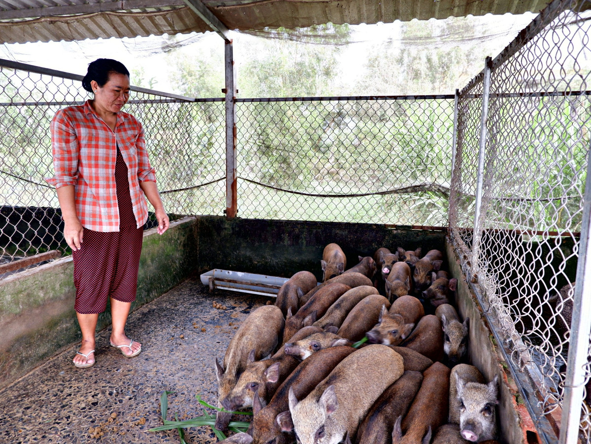 Chị Lê Thị Tuyết (ấp Hải Hưng, xã Nhơn Hòa, huyện Tân Thạnh) có thu nhập ổn định từ việc nuôi heo rừng