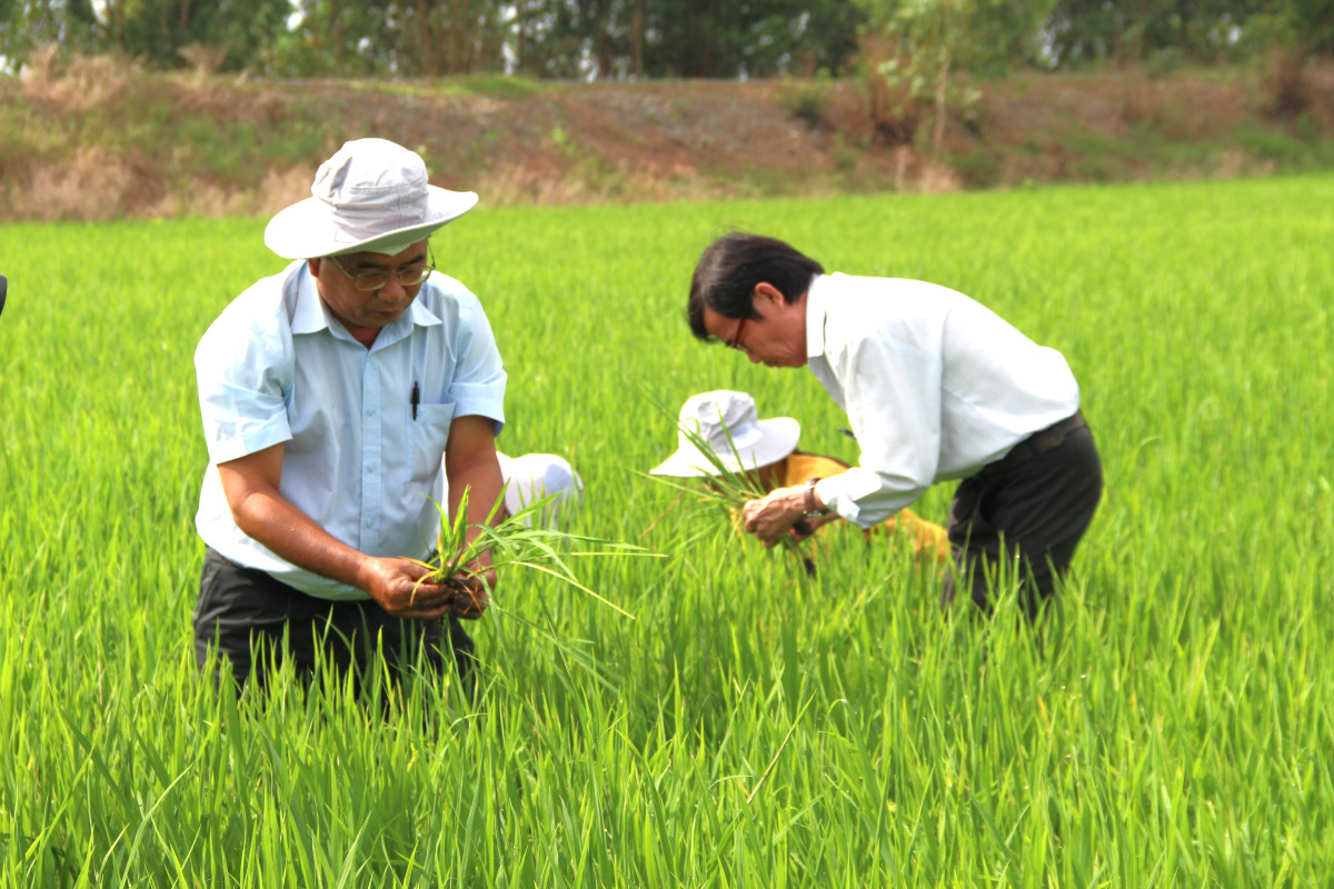 Ngành Nông nghiệp tỉnh khảo sát tình hình sâu năn gây hại trên lúa tại huyện Tân Hưng
