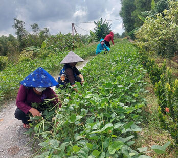 Đường quê xanh, đẹp với Đậu đen xanh lòng