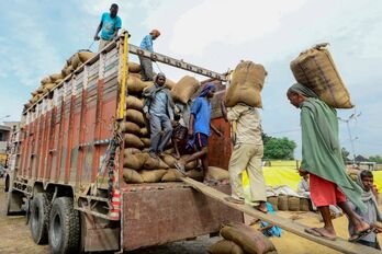 Giá gạo xuất khẩu của Ấn Độ tăng lên mức cao kỷ lục trong tuần qua