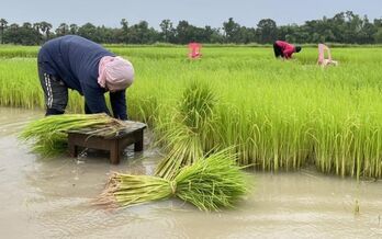 Thailand’s rice exports likely to drop due to El Nino
