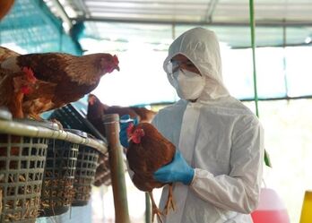 H5N1 bird flu outbreak detected in Laos