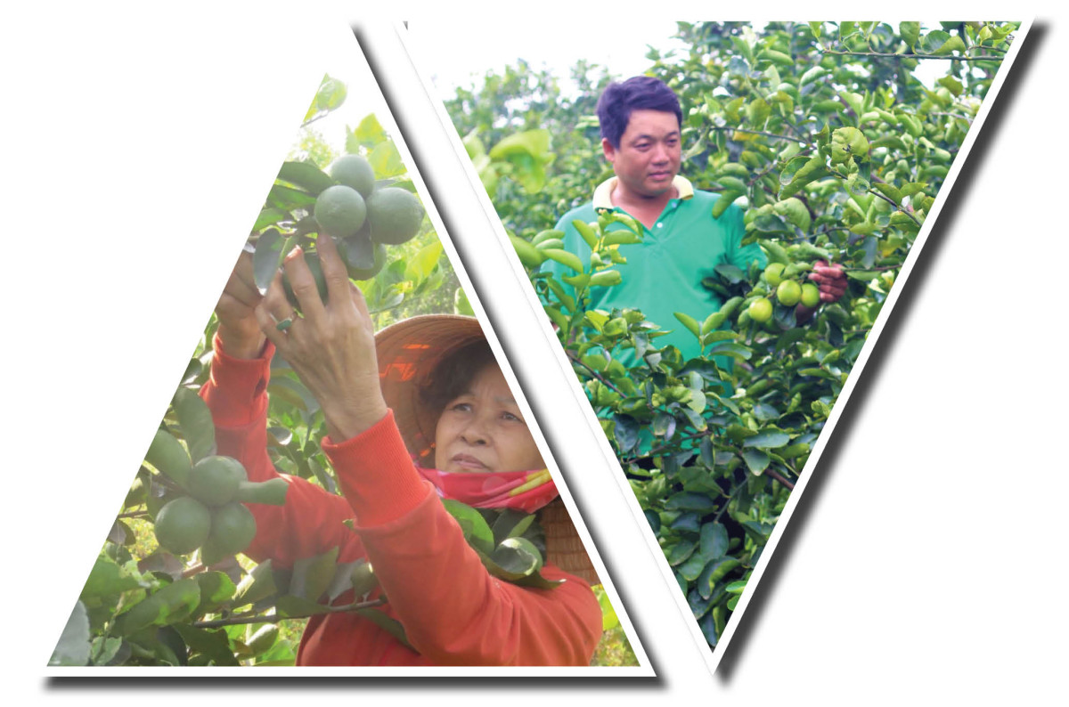 'Cây lành, trái ngọt' từ sản xuất nông nghiệp ứng dụng công nghệ cao