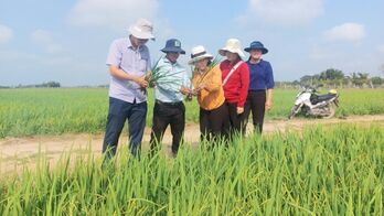Nông dân cần chủ động chăm sóc lúa Đông Xuân dịp tết