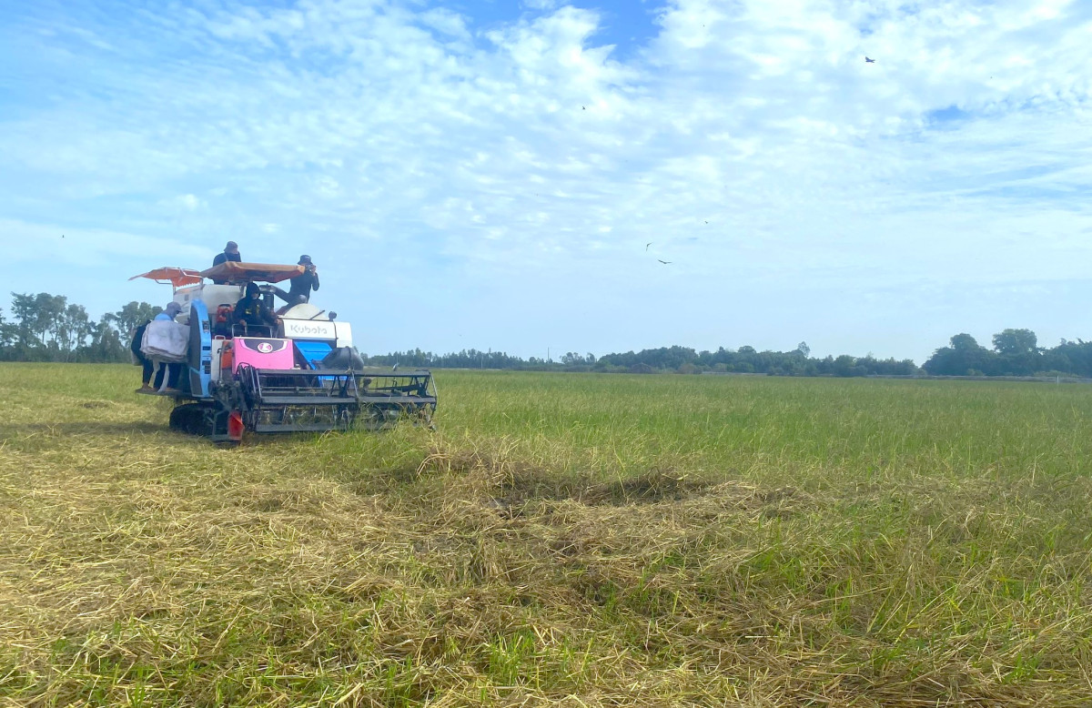 'Hồi sinh' lúa mùa nổi