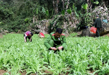 Lạng Sơn: Phát hiện, phá bỏ nhiều điểm trồng cây thuốc phiện trái phép