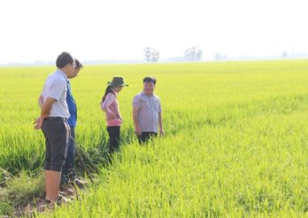 Mộc Hóa tập trung thực hiện thắng lợi vụ lúa Đông Xuân Mộc Hóa tập trung thực hiện thắng lợi vụ lúa Đông Xuân