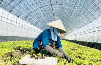 Khanh Hau Vegetable and Fruit Agricultural Cooperative operates organically in greenhouses