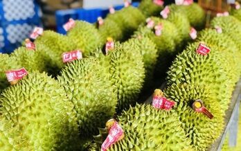 Durian emerging as 'golden fruit' among Vietnam's exports
