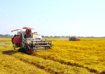 Giá lúa Đông Xuân giảm, nông dân vẫn có lợi nhuận