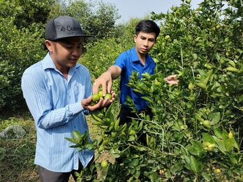 Mỹ Bình hướng đến đa dạng hóa cây trồng