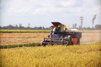 Vụ lúa Đông Xuân thắng lợi, nông dân có thu nhập cao Vụ lúa Đông Xuân thắng lợi, nông dân có thu nhập cao
