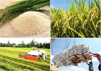Rice sector needs stronger linkage chain