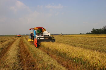Nông dân thu hoạch trên 106.000ha lúa Đông Xuân 2023-2024