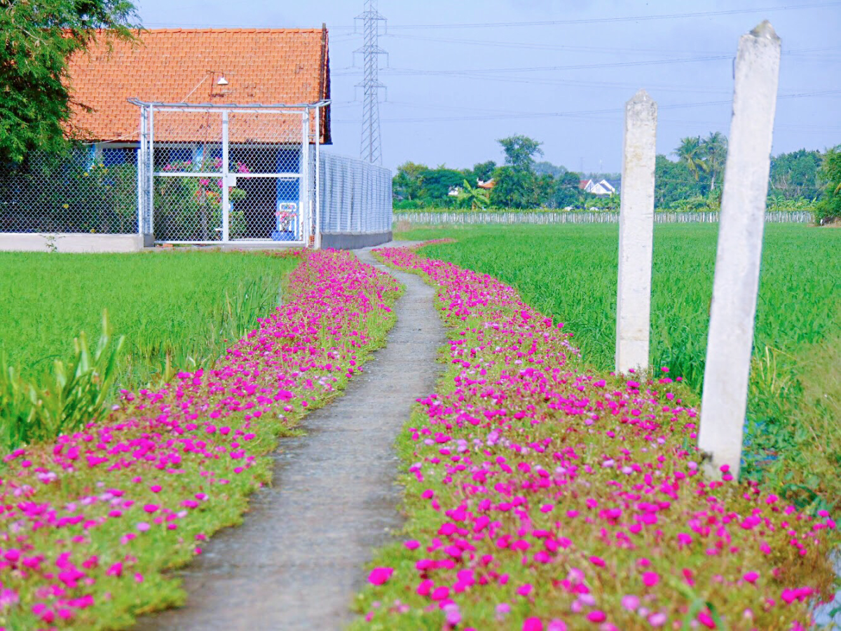 Check-in những 'Con đường hạnh phúc' ở Long An