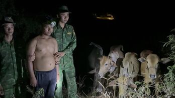 Bắt giữ đối tượng người Campuchia vận chuyển bò qua biên giới