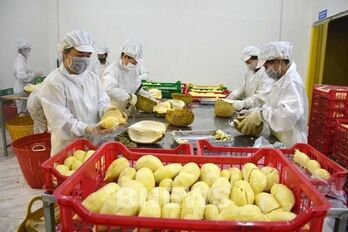 Breakthroughs recorded in fruit, vegetable exports in Q1