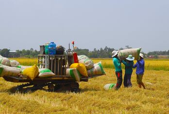 Tập trung thu hoạch lúa Đông Xuân 2023-2024