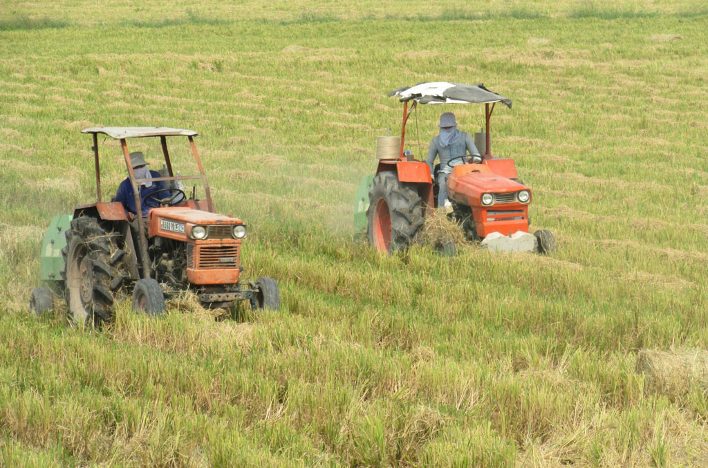 Positive signals from '1 million hectares of high quality rice' project