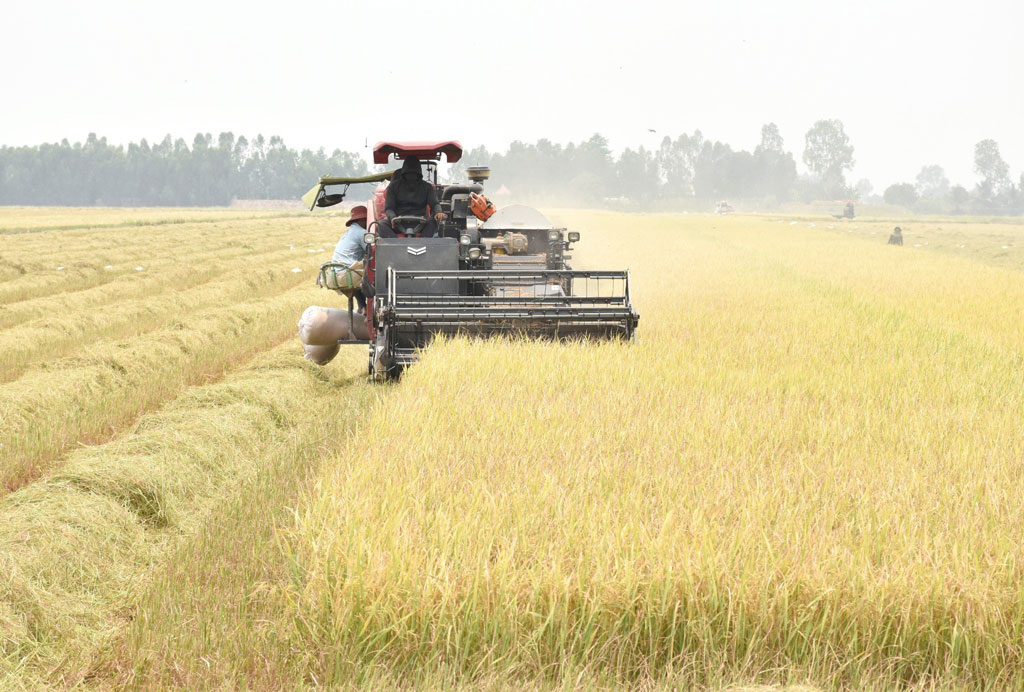 Positive signals from '1 million hectares of high quality rice' project