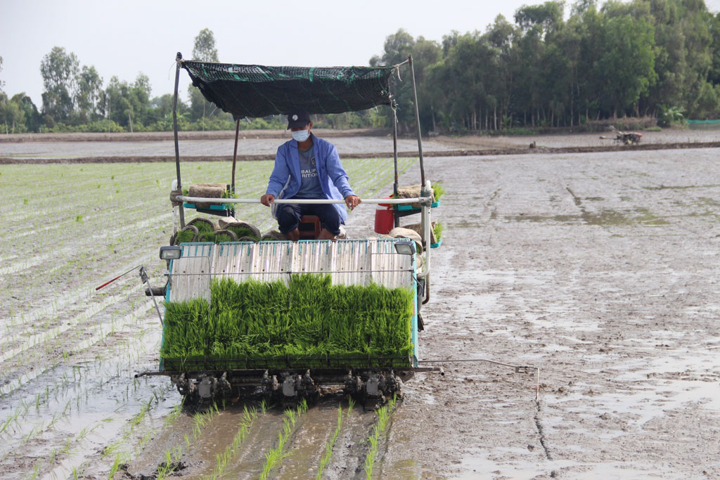 Positive signals from '1 million hectares of high quality rice' project
